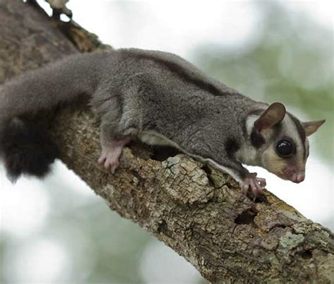 Top Sugar Glider Breeds (And Their Types) For Beginners | ZooAwesome