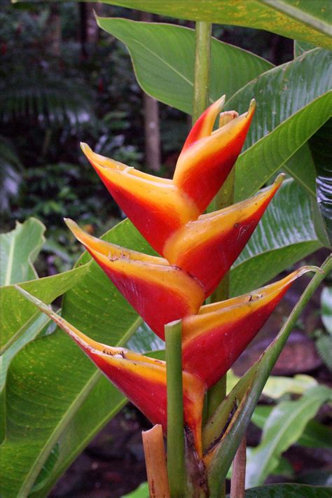 Heleconia - Flowers of El Yunque Rainforest, Puerto Rico