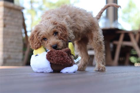 7 Puppy Training Games to Make Dog Training Fun | Petcademy