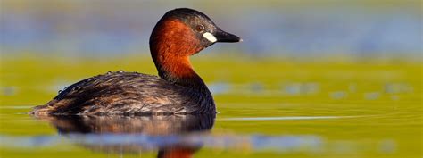 Little grebe, Tachybaptus ruficollis - info, details, facts & images