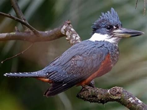 Alcedinidae Browse by Family, All About Birds, Cornell Lab of Ornithology