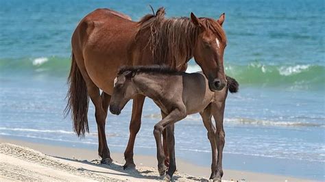 Wild Outer Banks horse hit by a vehicle. She leaves a legacy