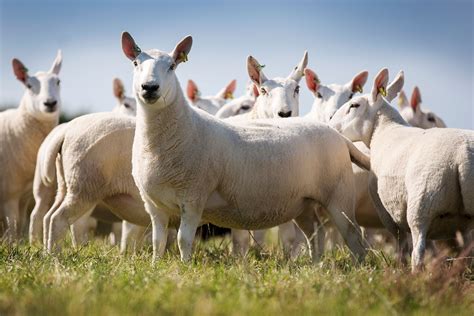 North Country Cheviot - Heritage Sheep Reproduction