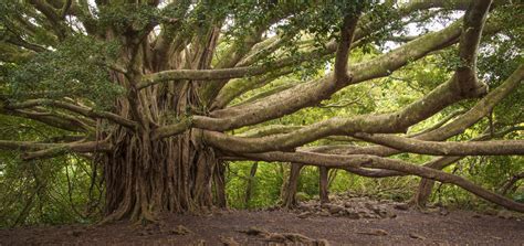 Banyan Tree Haleakala National Park, Maui, Hawaii