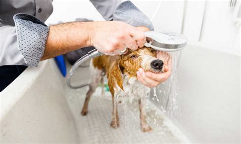 How Often Should You Bathe Your Dog? A Definitive Guide | Family Life ...