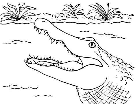 Alligator Printable