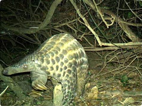 Rarely Glimpsed Scaly Pangolins Caught Hugging Trees in the Dark | Live ...