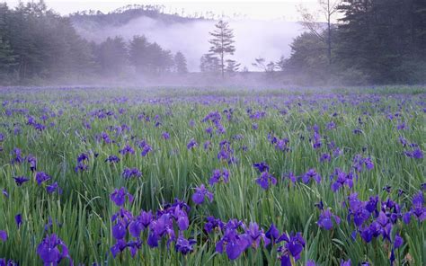 fields of purple iris. My dream for the world Garden Pictures, Garden ...