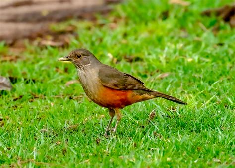 Rufous-bellied Thrush | BirdForum