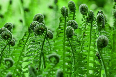 How to Grow & Care for Fiddlehead Ferns (Ostrich Fern)