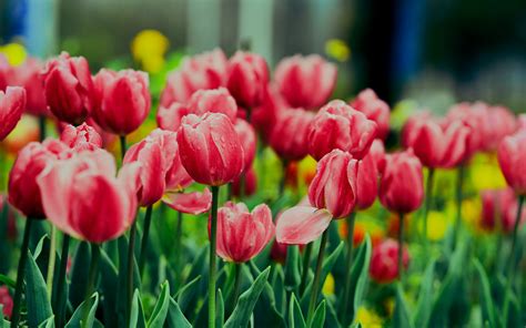 Pink Tulips Wallpaper 4K, Flower garden, Greenery