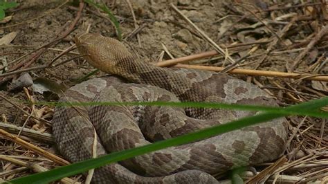 Snakes Abound at Mammoth Cave National Park - YouTube