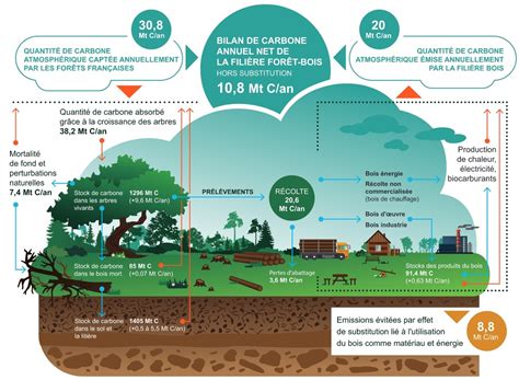 Forêts françaises : l'Académie des sciences pointe les faiblesses de ce ...