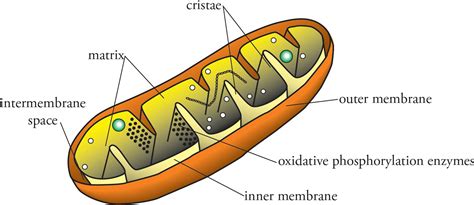 Eukaryotic Cells - MCAT Biology and Biochemistry