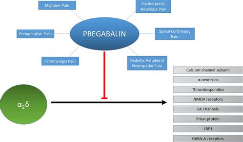 Gabapentin Mechanism Of Action / Pregabalin Springerlink - In vitro ...