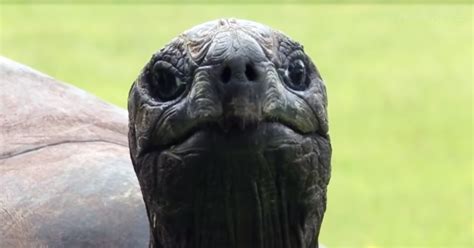 Say Hello To Jonathan, The Oldest-Living Animal In The World Who Is ...