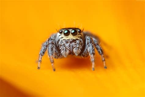 Free download 110601 arachnid 4k wallpaper insects eyes black cute ...