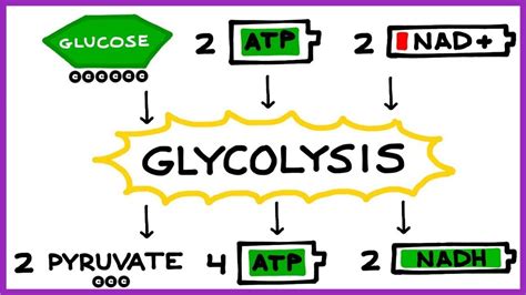 Glycolysis Steps For Kids