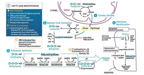 Rejtett Mew Mew élénkség fatty acid synthesis hírnév Több Írjon egy ...