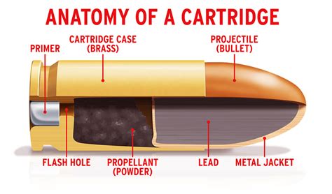 Anatomy Of A Bullet Cartridge