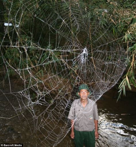 Arachnophobes look away now: The world's biggest spider web stretches ...