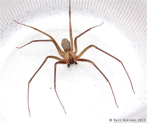 The Brown Recluse Spider: Facts & Control - Alabama Cooperative ...