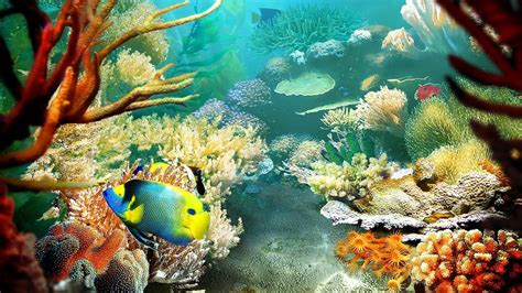 Fish 3D Wallpaper Descarga Gratuita Para Pc : 27 Fish Wallpapers ...