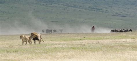 Animals in Ngorongoro Crater - wildlife at ngorongoro crater