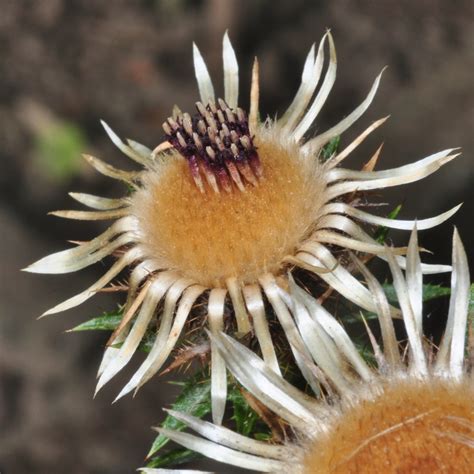 Carlina vulgaris (Asteraceae) image 42579 at