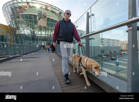 Guide dog helping blind person uk hi-res stock photography and images ...