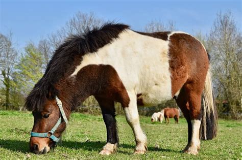 Shetland Pony Vs Miniature Horse - Horses & Foals