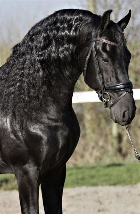 Friesians | Friesian horse, Horses, Horse breeds