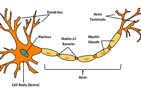 Draw A Well Labelled And Neat Diagram Of Neuron Of Nerve Cells | Porn ...