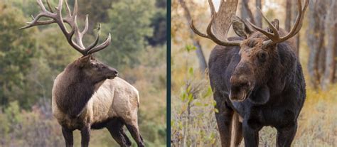 Elk vs Moose Comparison (what are the differences?) - World Deer