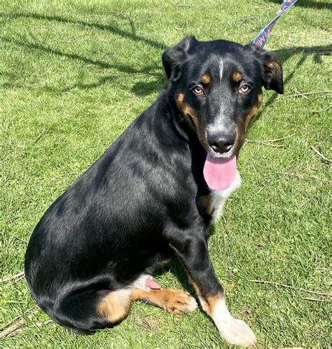 Dog for adoption - Rocky, a Rottweiler & Hound Mix in Kittanning, PA ...