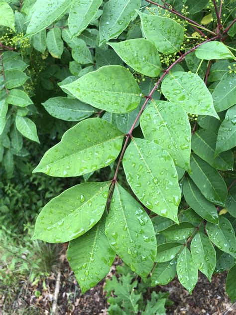 poison sumac (Trees and Shrubs of Rice Lake National Wildlife Refuge ...