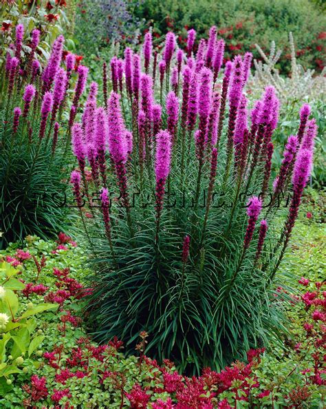 What Flowers Are Good for Shade - Back Gardener