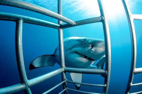 Best Shark Cage Diving Honolulu - Shark Diving Unlimited