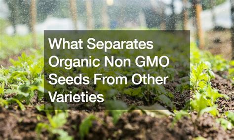 What Separates Organic Non GMO Seeds From Other Varieties - The Good ...