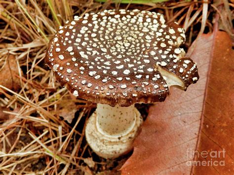 Amanita Pantherina Photograph by Stephen Farhall - Fine Art America