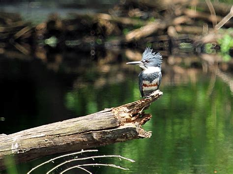 Great Dismal Swamp National Wildlife Refuge, a Virginia nwildlife ...