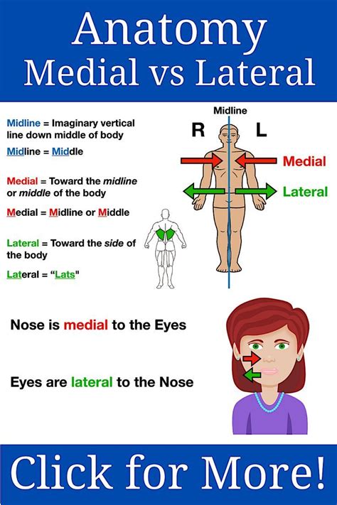 Anatomy Directional Terms: Medial vs Lateral Study Notes, Drawings ...