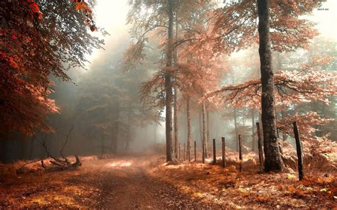 🔥 Download Autumn Forest Wallpaper Mmm Foggy by @caitlynj85 | Autumn ...