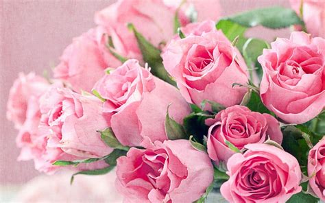 846 Hd Wallpapers Pink Rose - MyWeb