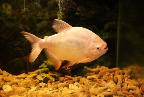 Pacu Fish Breed Information And Pictures PetGuide PetGuide