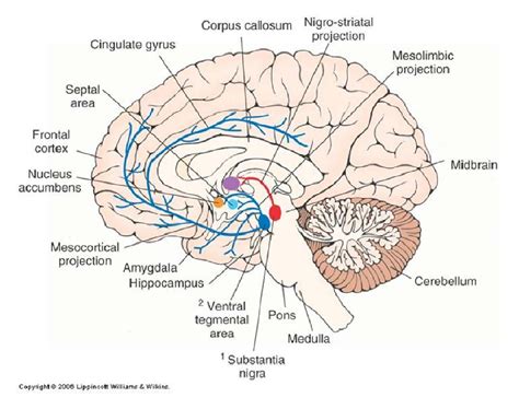 cross-section diagram of the brain | Neurons, Neuroscience, Brain based ...