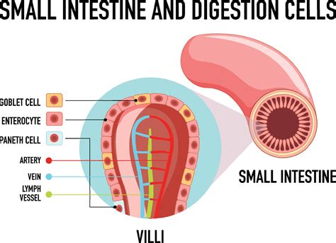 Small Intestine Diagram Villi