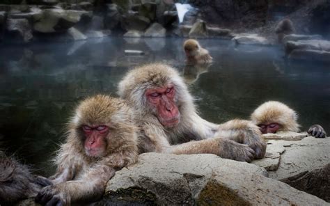 2560x1600 Sleeping snow monkeys desktop wallpapers