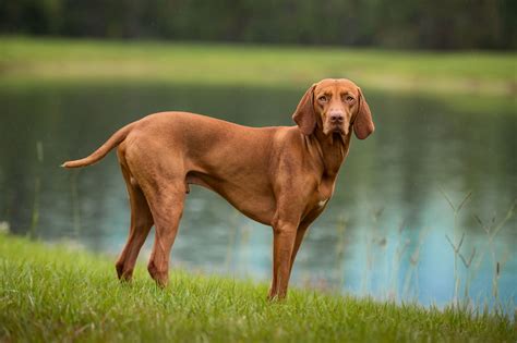 Hungary Native Dog Breeds - Native Breed.org