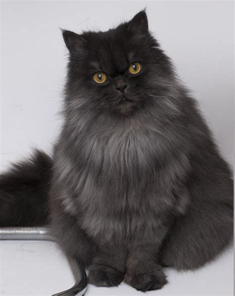 Persian Cat Black And Grey - Pets Lovers